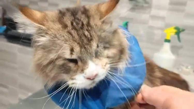 Мартину сняли швы