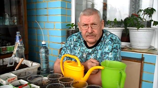 Чем поливаю рассаду