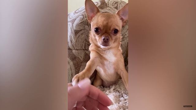 Пушистые смешавки.20