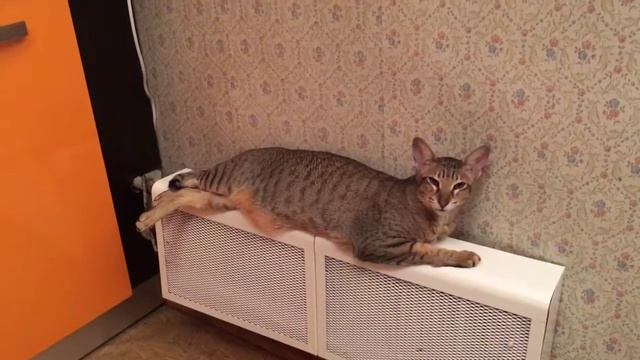Кайфуем по взрослому! Ориентальная кошка Мишель греется на батарее в последние дни зимы!