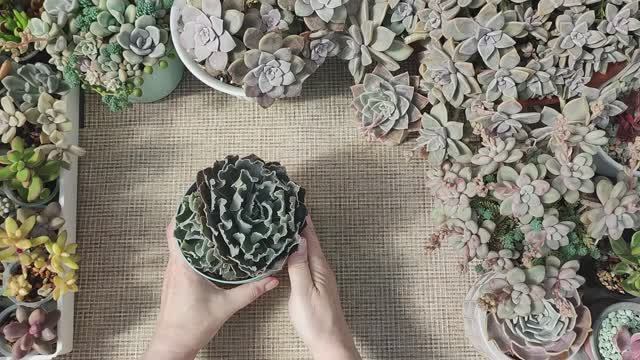 Пересадка Эхеверии Шавианы в новый горшок