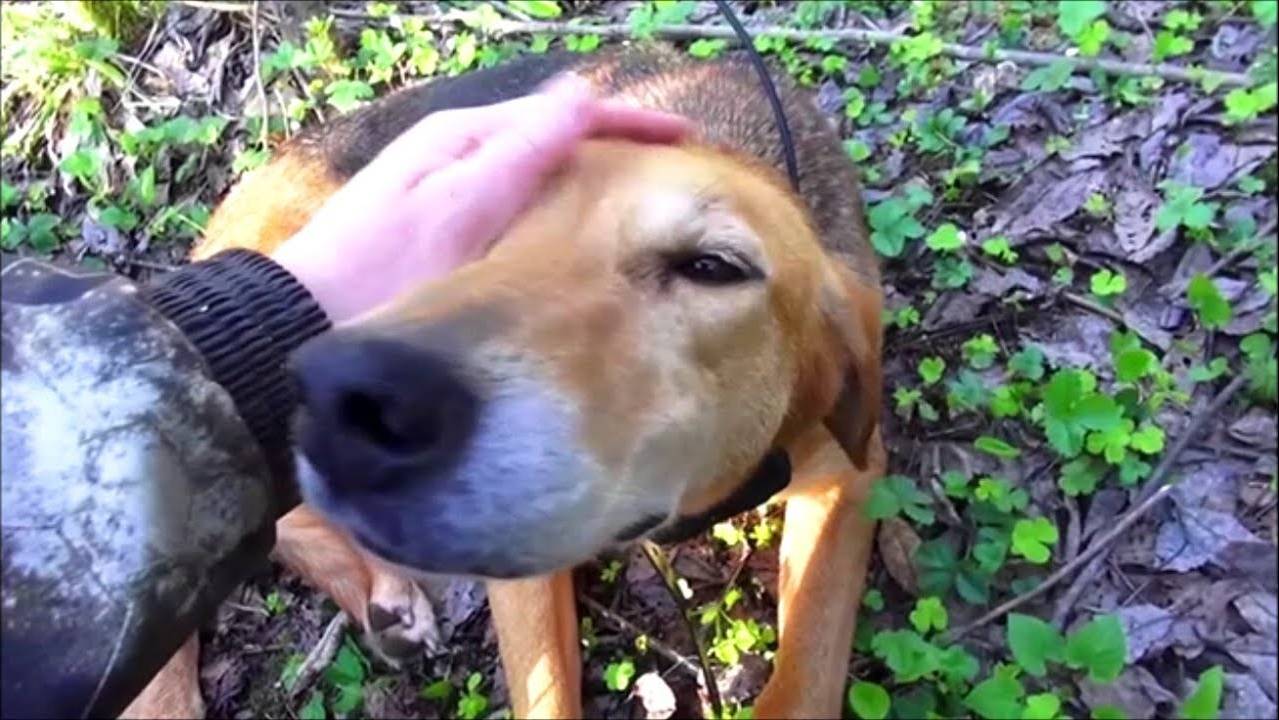 РУССКИЕ ГОНЧИЕ. ч.Говоруша и Аргон 11мес. вл. Шатров В.А.#охотасгончей#собака #топ#hunting