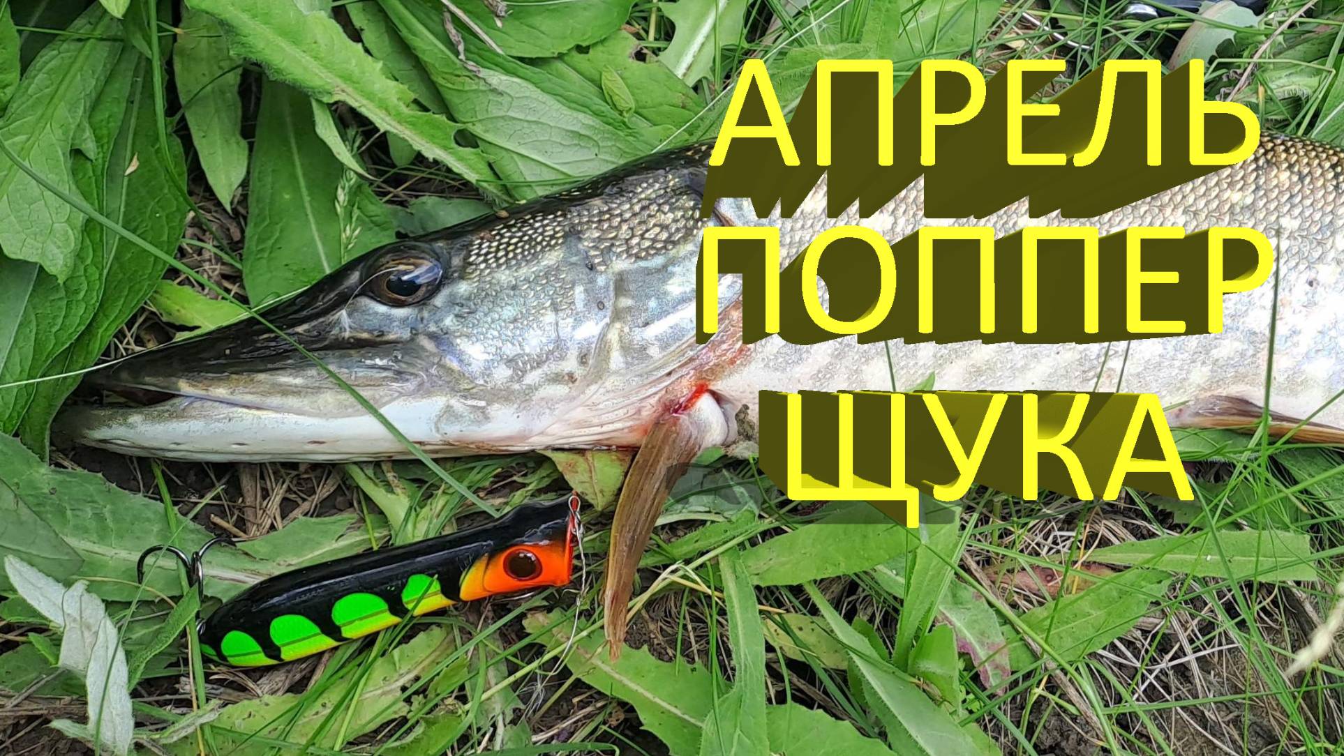 🔥 Щука на ПОППЕР в АПРЕЛЕ? Это реально! Злые поклевки щуки на воблер Sert Killer Pop 80 🔥