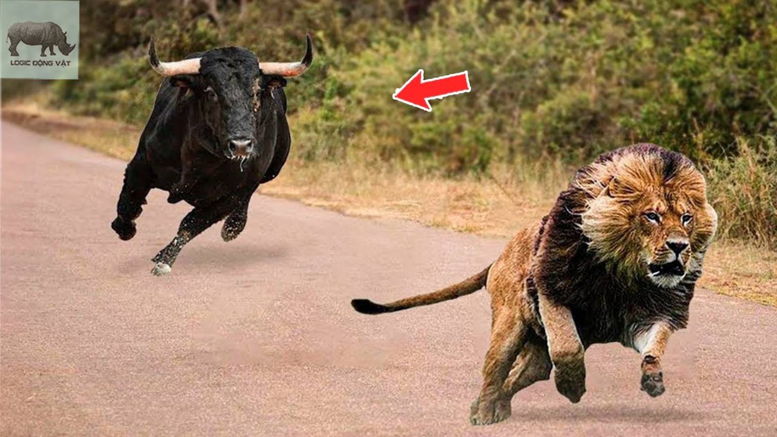 💥 Индийский Бык - Самый Свирепый И Дикий Бык в Мире! Повторы