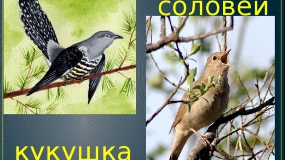 Пение соловья. Дуэт с кукушкой