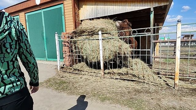 Наши ВЕРБЛЮДЫ ❤🤡🔥