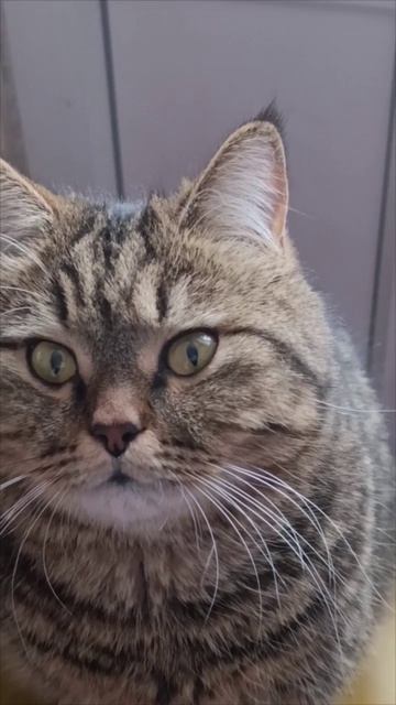 Мордастенький котик