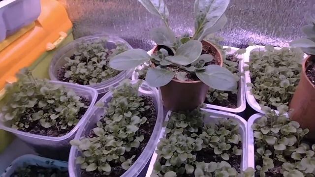 Обзор рассады на 15февраля. Лобелия,глоксиния, петуния, адениум ,агератум и трахелиум👋