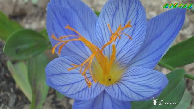 Осенние цветы*  МОЙ САД