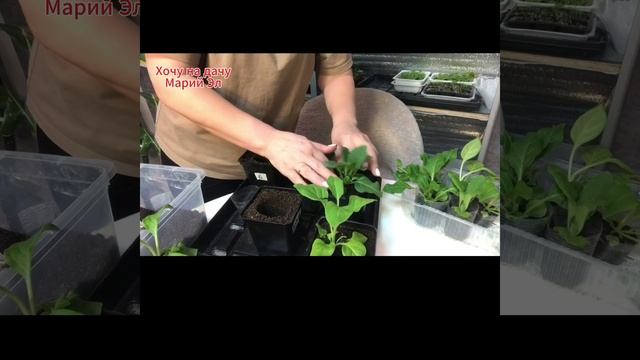 Перевалка рассады петунии 17,02,25 г