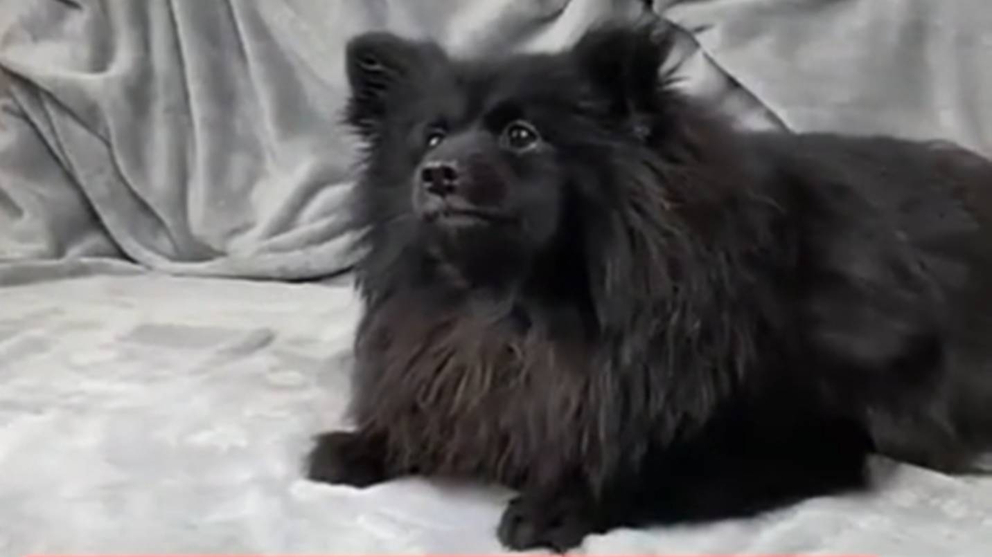 Хозяева довели собаку до инвалидности и выкинули её на улицу!