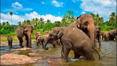 Шри Ланка - экскурсия в слоновый питомник Millennium Elephant Foundation в провинции Канди