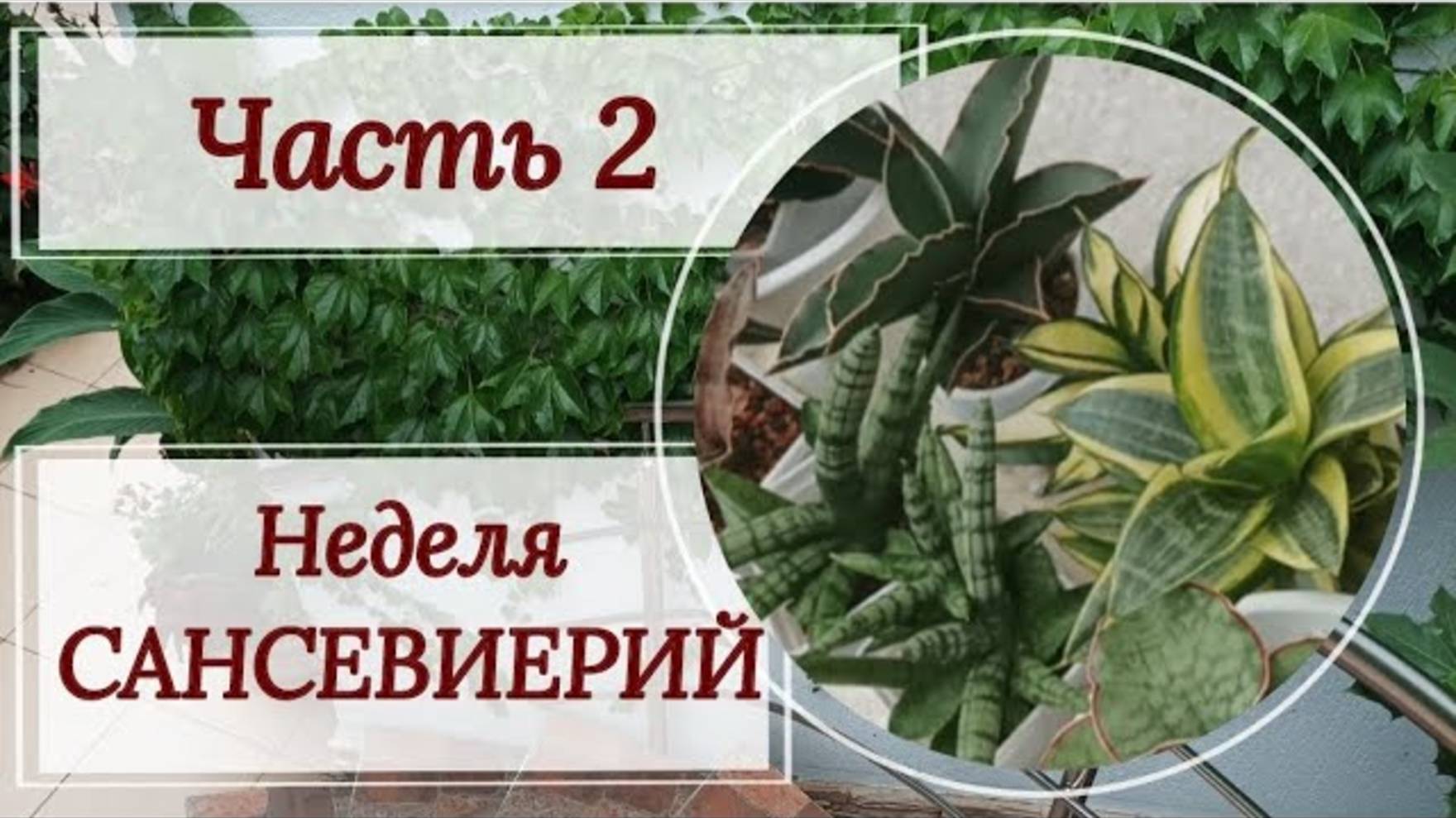 Неделя сансевиерий. Часть 2.