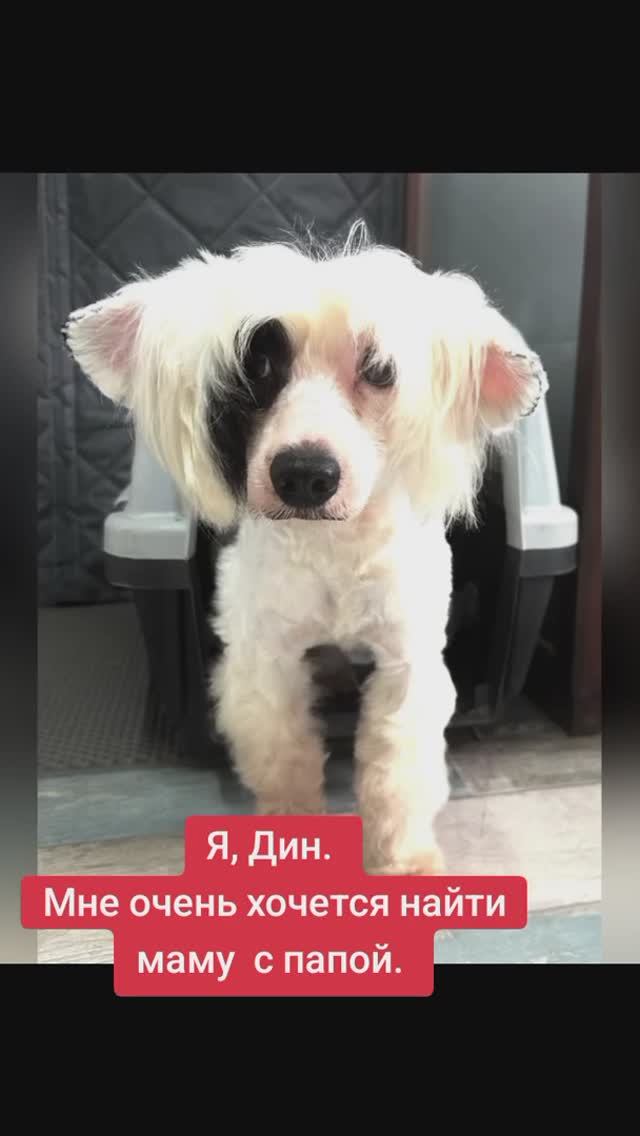 Дин, красавец из той злополучной квартиры, теперь готов покорять сердца! ❤️
