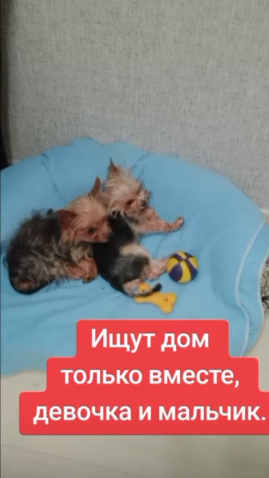 Воронеж.Два очаровательных комочка счастья ищут свой дом! 🏡