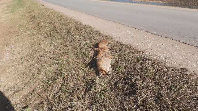 Лиса. Животные сбитые автомобилями, Новгородская область, 6 апреля 2025