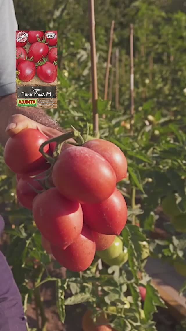 ПИНК РОМА F1 🍅 - розовоплодный урожайный томат в ОТКРЫТОМ ГРУНТЕ!