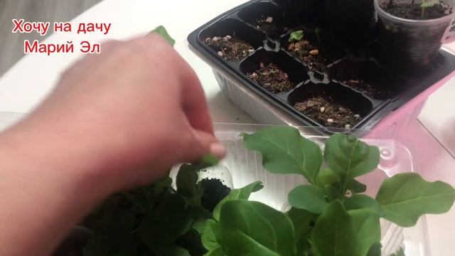 Что ПОСЕЮ в ФЕВРАЛЕ. Обзор рассады ,посеянной в январе, на 8. 02.25г