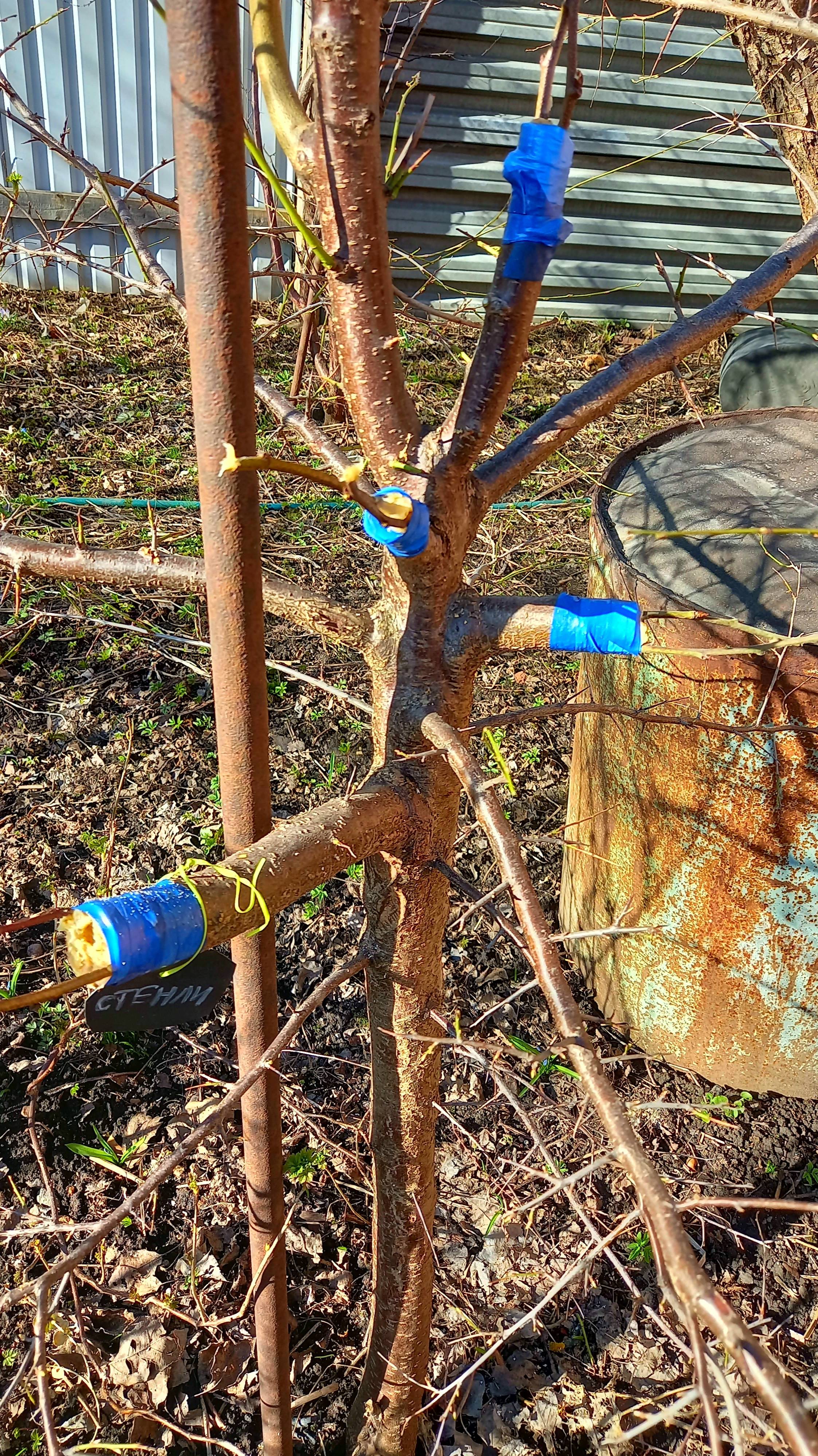 ПРИВИВКА СЛИВЫ. ПОЭТАПНАЯ