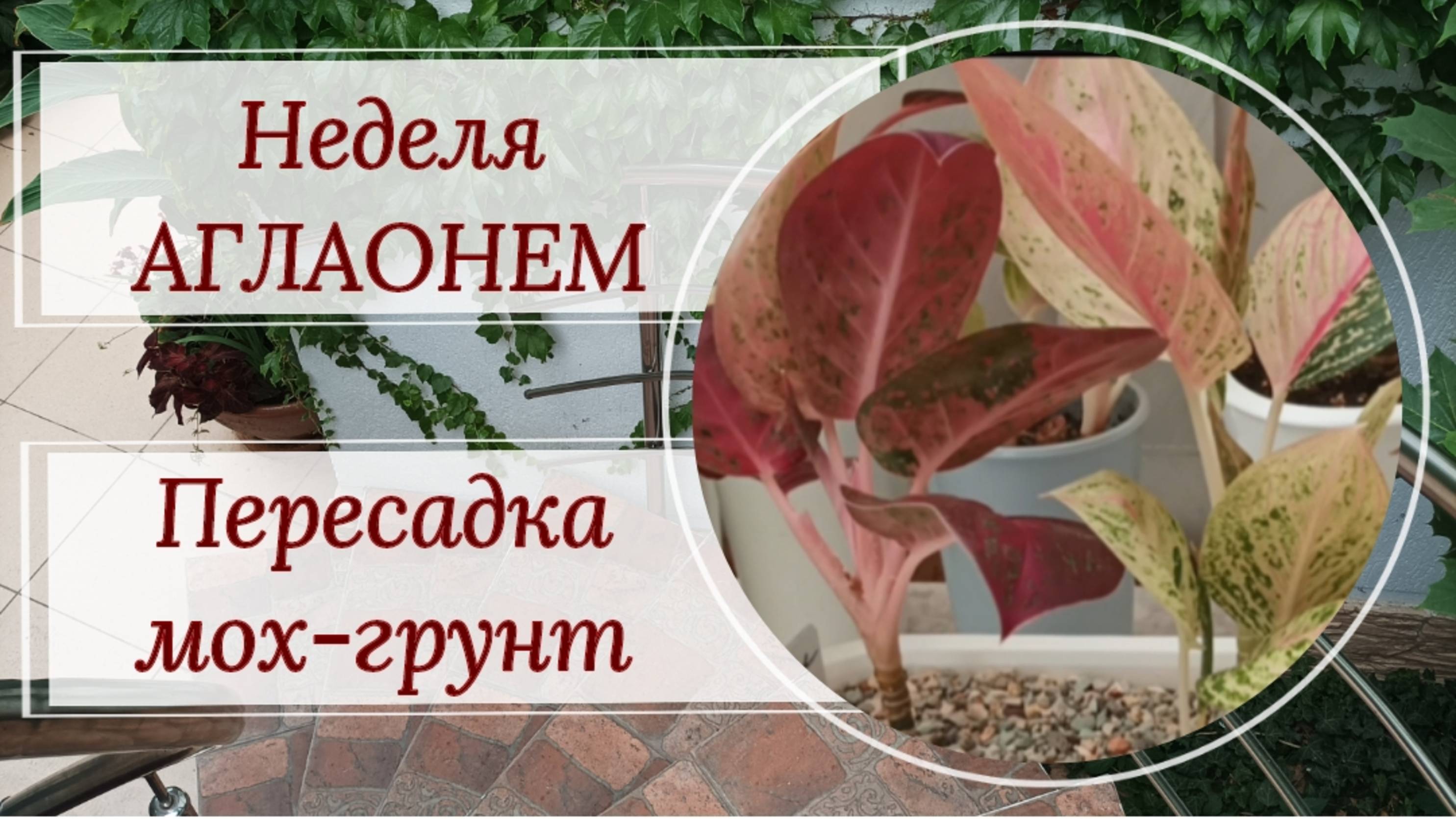 Неделя аглаонем. Сегодня по плану пересадка растений из мха в субстрат.