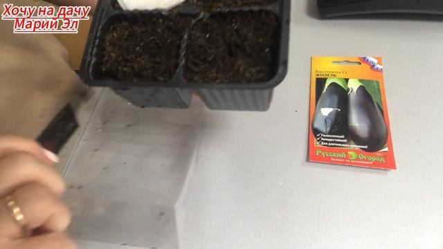 Посев семян баклажанов на рассаду