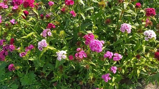 Мой цветник  вместо свалки:многолетники - посадил и забыл!