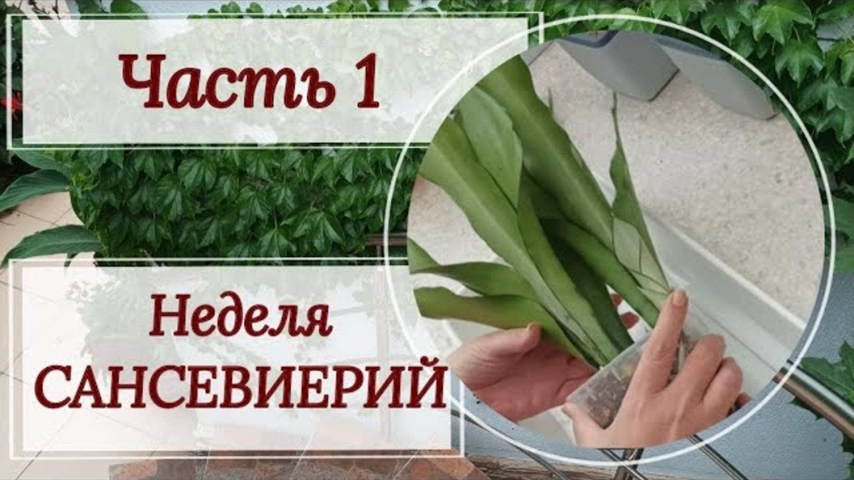 Неделя сансевиерия. Часть 1.
