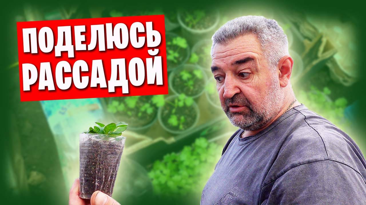 Сад и огород / Перцы высадил в теплицу, рассадил петунии, высадил редиску в открытый грунт