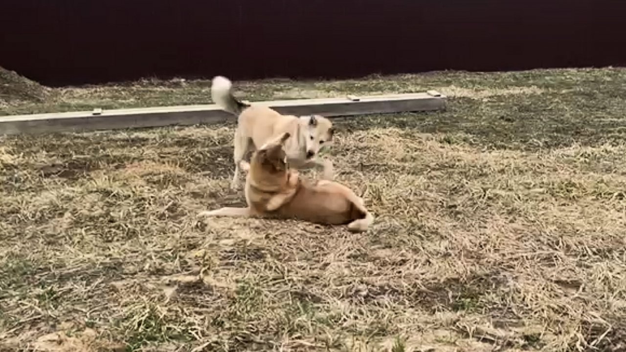 Волчан и Чида