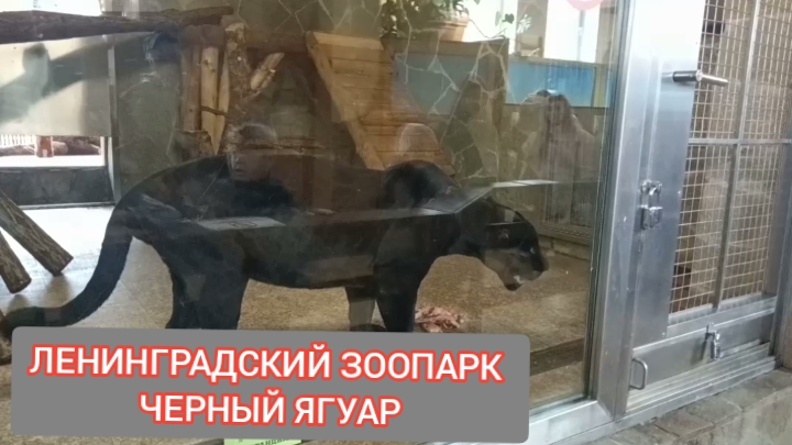 Путешествие в Санкт-Петербург. Зоопарк.