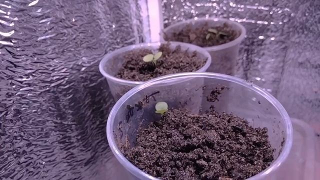 Черенкование лобелии и петунии