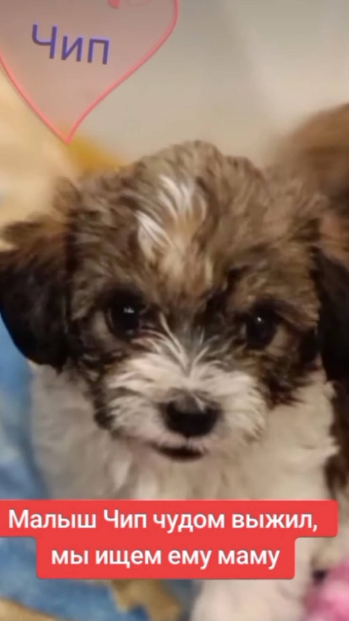 Воронеж!
Ищем родителей для  замечательного мальчика. Был забран вместе с мамой из ужасных условий.