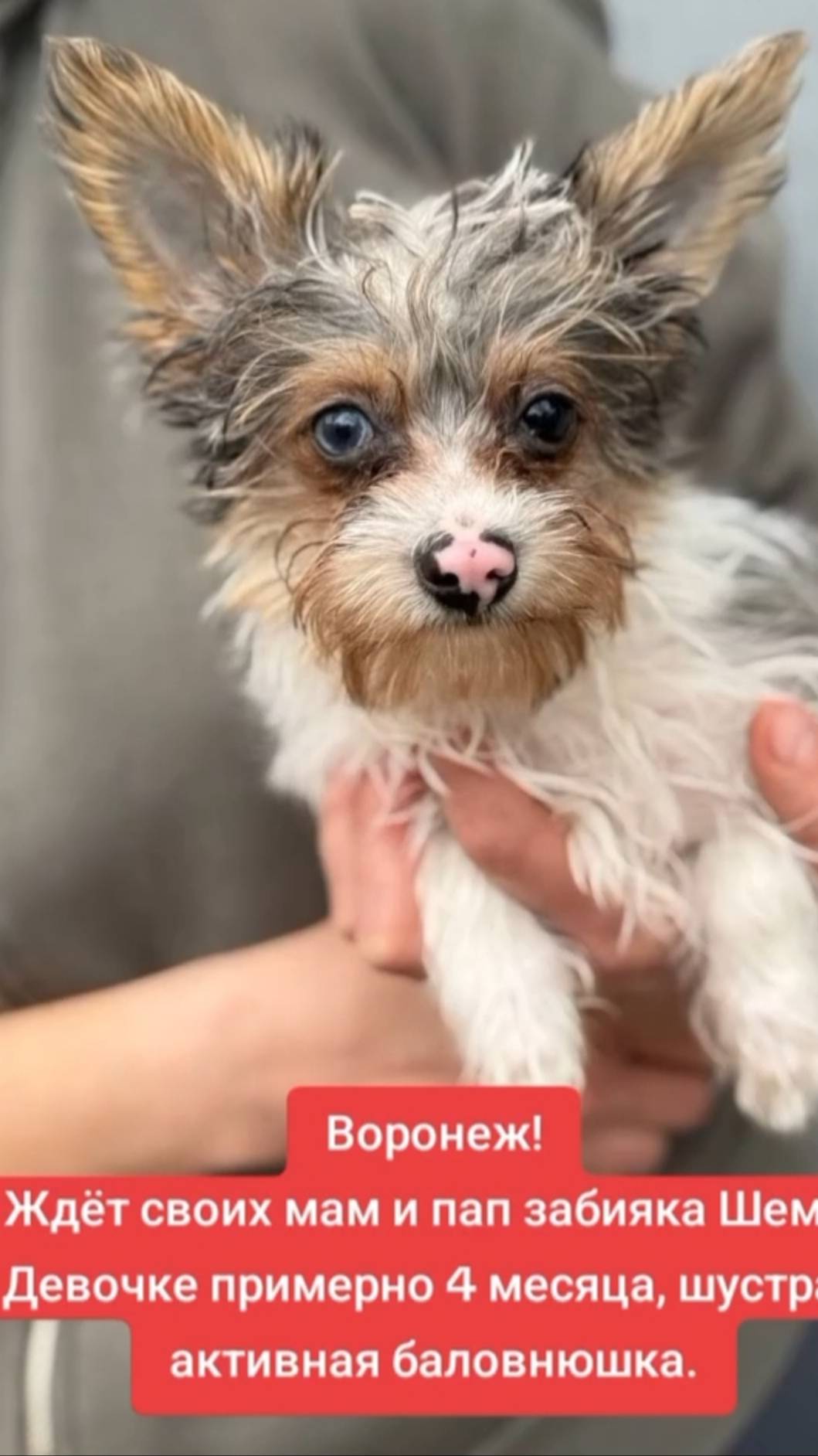 Шемочке нужен дом.