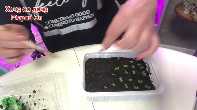 Обзор рассады ПЕТУНИИ, КОЛЕУСА, ЛАВАНДЫ на 22.01.25г. (2)