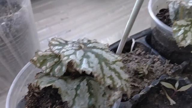 Рассада лобелии, петуньи.. Обзор на 15.03.24