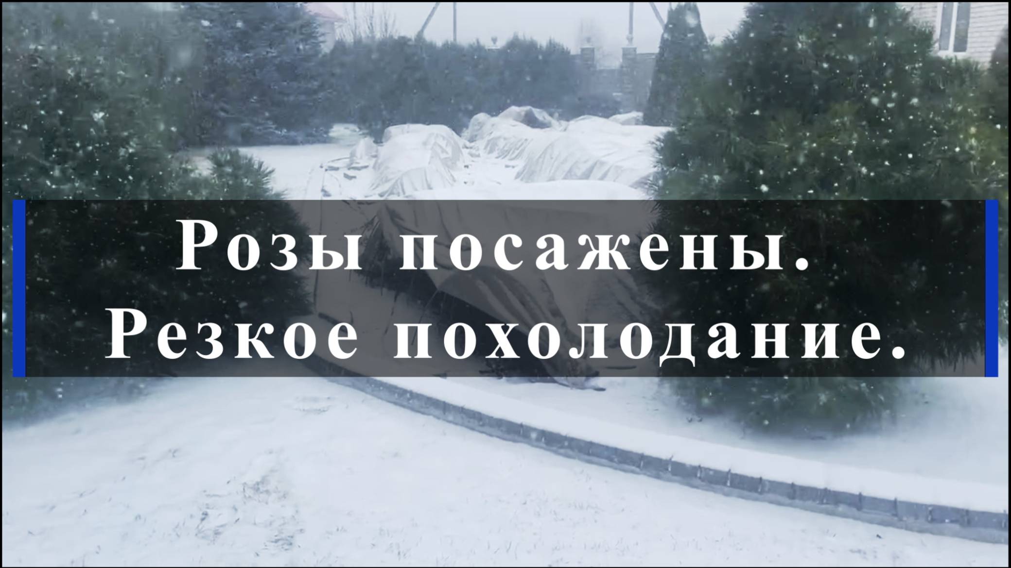 Розы посажены. Резкое похолодание.