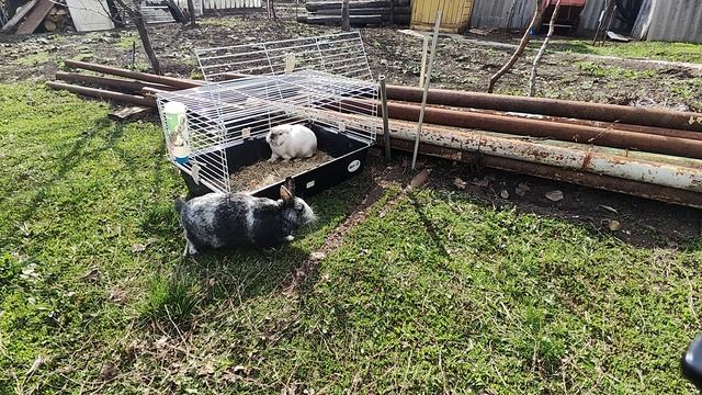 Кролики🐰🐇 почти час прогулки, устроили ПОБЕГ вдвоём 👻🔥