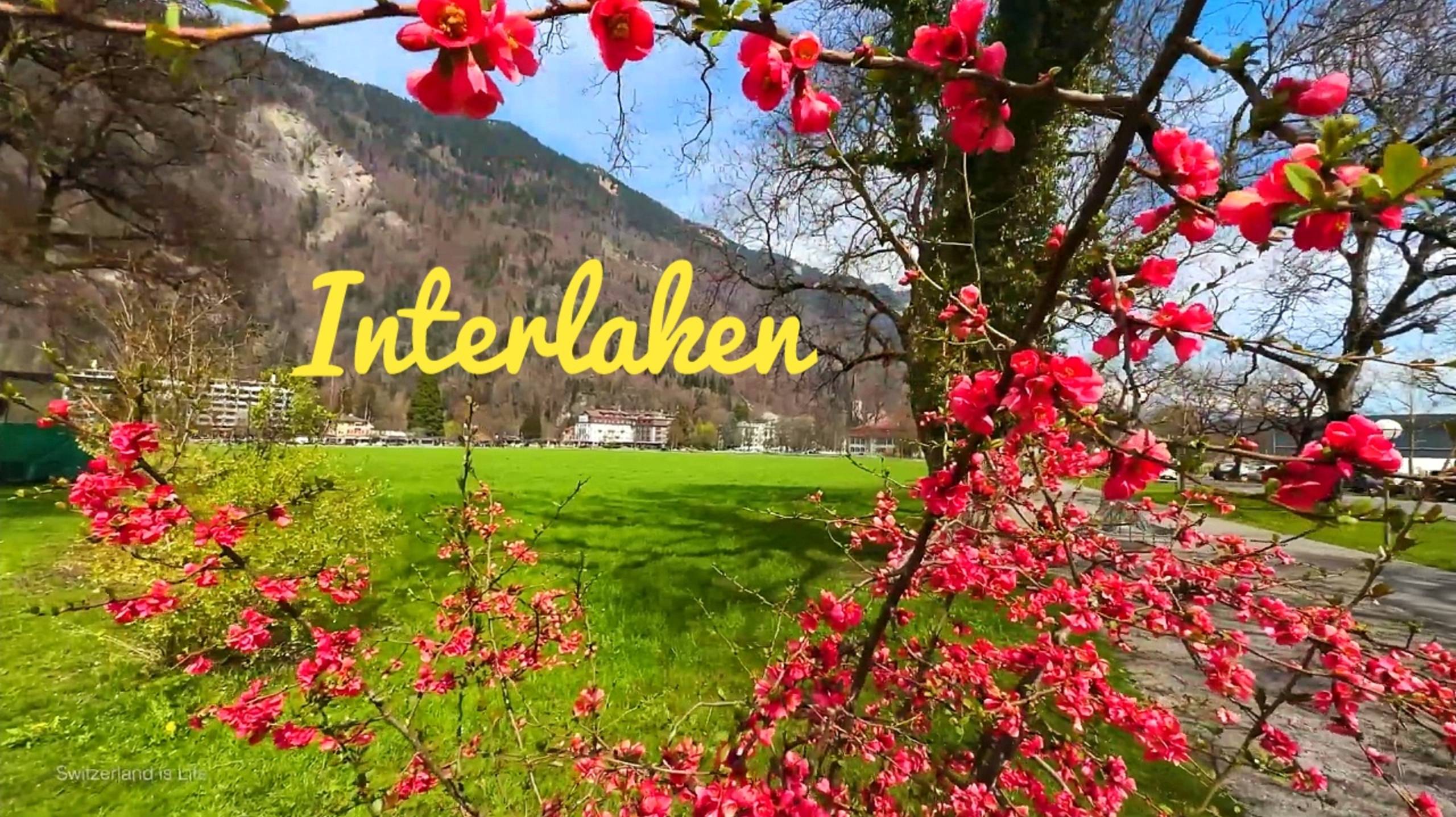 🇨🇭Интерлакен: Весна в Швейцарии...🌺