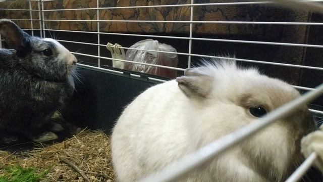 Милые пушистые КРОЛИКИ🐰🐇 дома