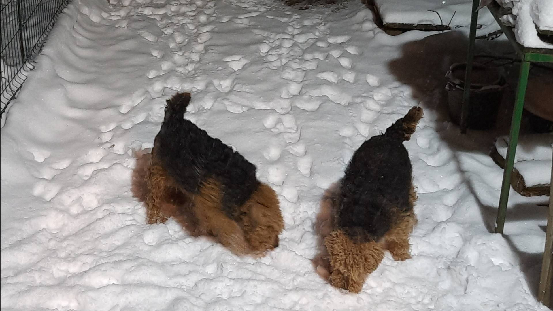 Снег в апреле-2025