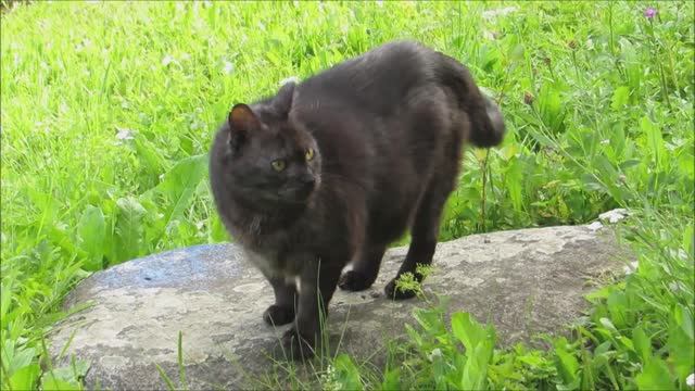 Наш толстячок