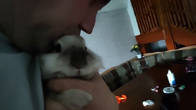 Как моментально разбудить жену?! Снег в апреле? Карликовый кролик Путька