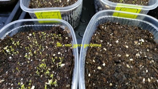 Всходы семян Львиного зева и огорчения от увиденного