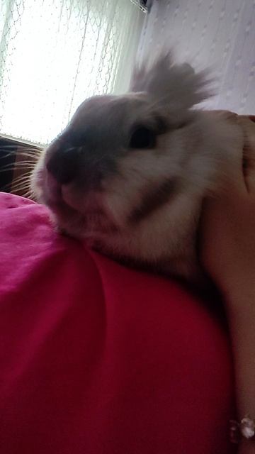 Карликовый кролик🐇 Путька