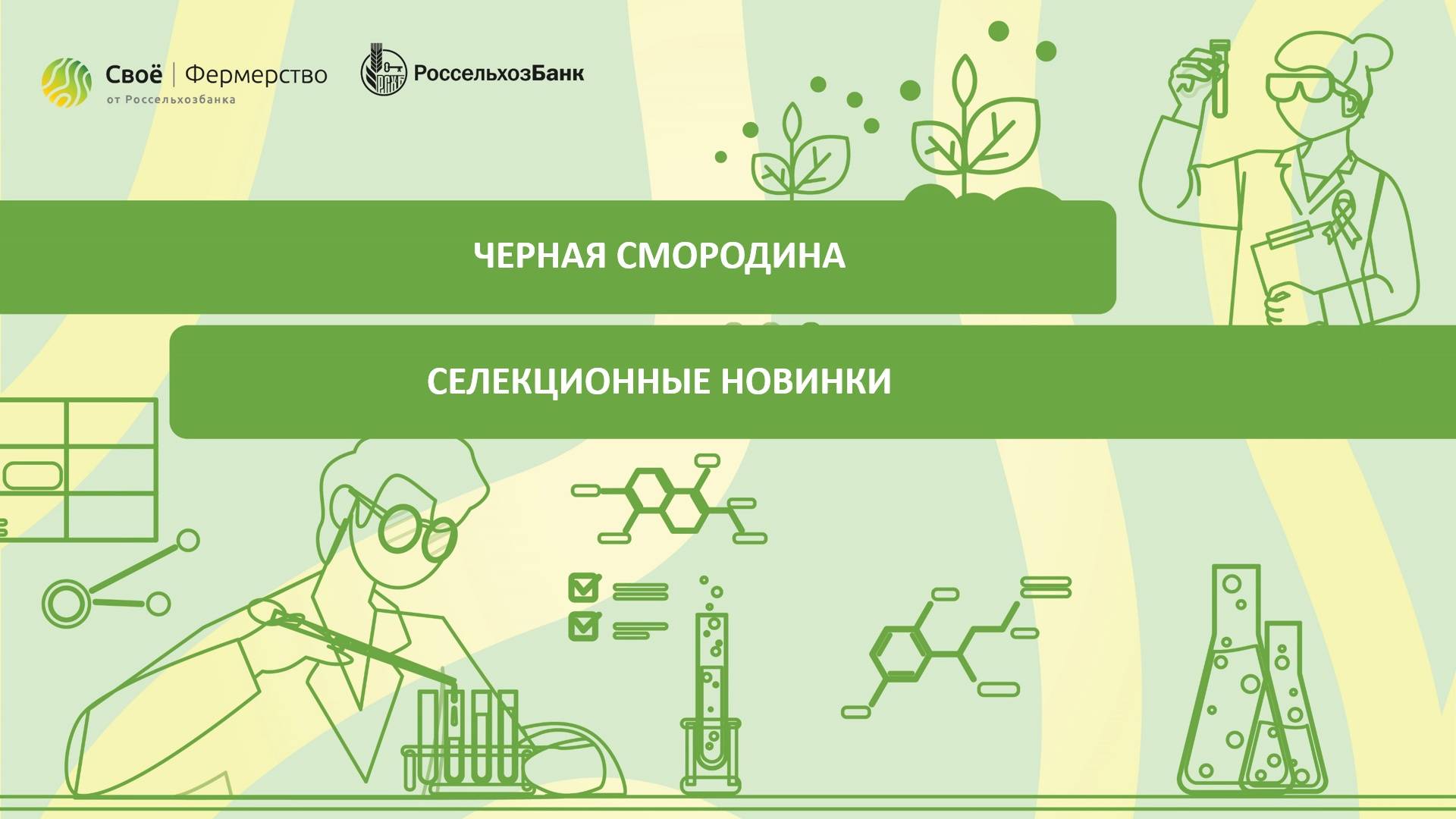 Черная смородина: селекционные новинки