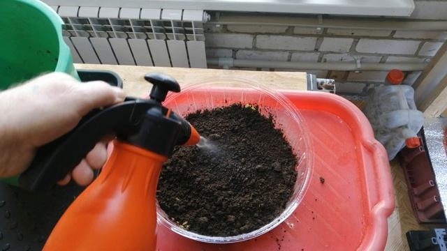 Выращиваю зелень для домашней живности. Результат удивил