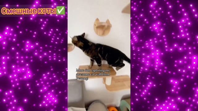 Смешные коты Подборка #23/ Забавные видео про домашних животных/ Смотреть приколы про котиков 2025