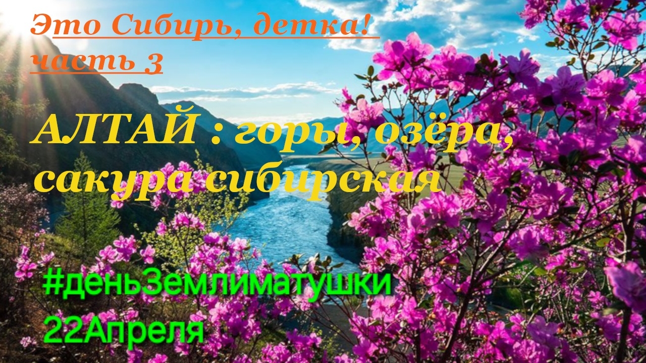 АЛТАЙ: Сакура сибирская, Золотые горы и озёра. Сибирь Россия часть 3 #деньЗемлиматушки