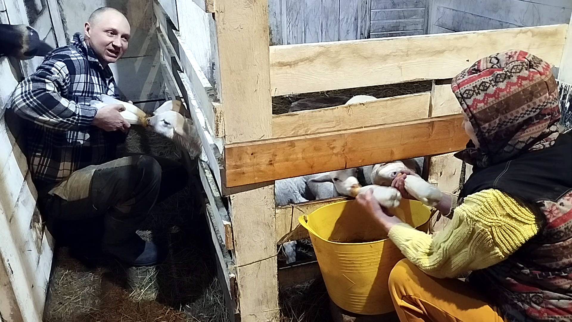 ВЕЧЕРНЯЯ УПРАВА НА БЕЛОЙ КОЗЕ