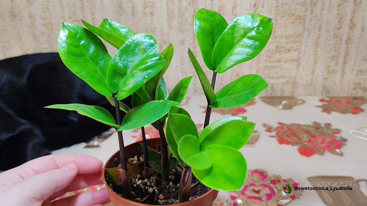 Замиокулькас из листиков